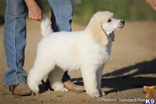 poodle puppy posted by PremierStandardPoodles