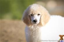 poodle puppy posted by PremierStandardPoodles