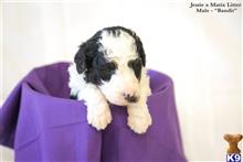 poodle puppy posted by PremierStandardPoodles