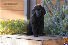 poodle puppy posted by PremierStandardPoodles
