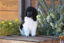 poodle puppy posted by PremierStandardPoodles