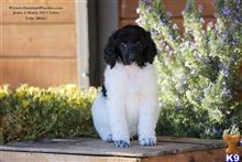 poodle puppy posted by PremierStandardPoodles