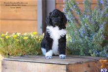 poodle puppy posted by PremierStandardPoodles