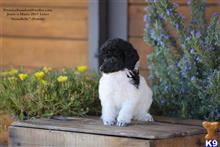 poodle puppy posted by PremierStandardPoodles