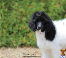 poodle puppy posted by PremierStandardPoodles