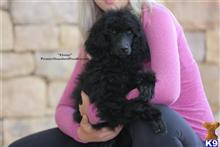 poodle puppy posted by PremierStandardPoodles