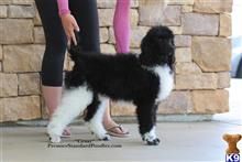 poodle puppy posted by PremierStandardPoodles