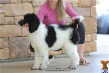 poodle puppy posted by PremierStandardPoodles