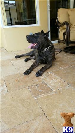 Presacanario941 Picture 1