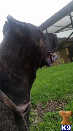 Presacanario941 Picture 3