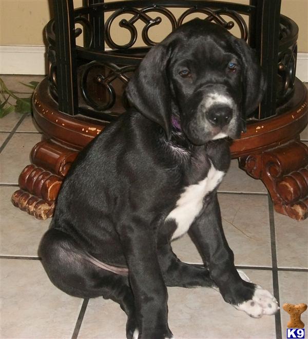 mismarked mantle great dane