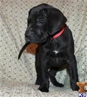 Great Dane