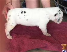 Great Dane