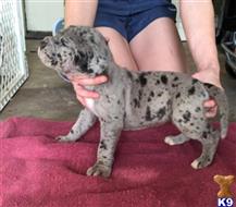 Great Dane