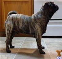 Max Von Ludwig Planck available Pug puppy located in MILFORD