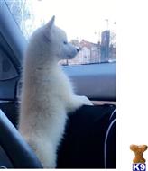 siberian husky puppy posted by Puppies2134