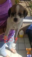 maltipoo puppy posted by Puppies4sale101