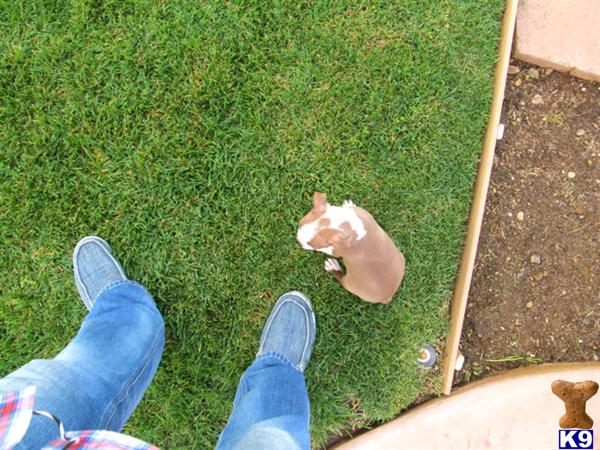 puppies n san boston terrier puppy for sale n white boston terrier puppy in san diego 6 puppies n san boston terrier puppy for sale n white boston terrier puppy in san diego 6