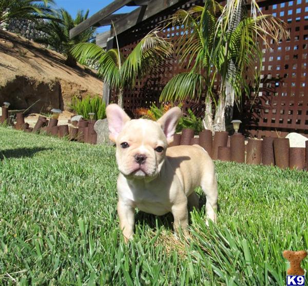 bulldog puppies for sale san diego bulldog puppy for sale bulldog for sale in san diego californ 6 bulldog puppies for sale san diego bulldog puppy for sale bulldog for sale in san diego californ 6