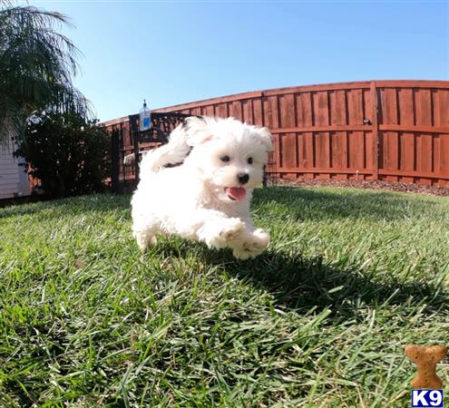 pommie puppies for sale california pommie puppies for sale california