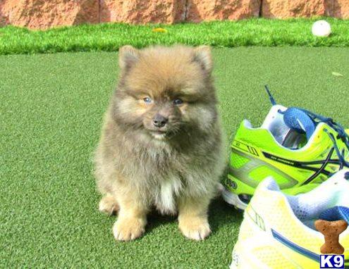 husky puppies for sale in san diego mixed breed puppy for sale pomsky puppy in san diego pomeranian x husky 5 years husky puppies for sale in san diego mixed breed puppy for sale pomsky puppy in san diego pomeranian x husky 5 years