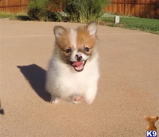 skittles pomeranian pomeranian puppy for sale pomeranian puppy skittles 5 months skittles pomeranian pomeranian puppy for sale pomeranian puppy skittles 5 months