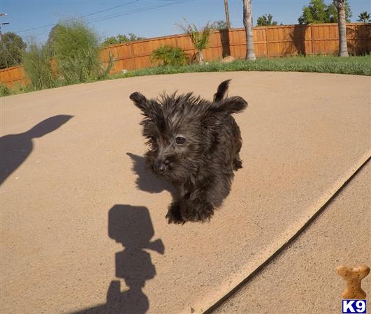 yorkie mixed breeds for sale mixed breed puppy for sale yorkie poo puppy 9 months yorkie mixed breeds for sale mixed breed puppy for sale yorkie poo puppy 9 months