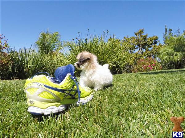 shih tzu san diego teddy puppy maltese x shih tzu san diego california breeds picture shih tzu san diego teddy puppy maltese x shih tzu san diego california breeds picture