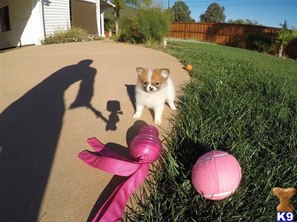 skittles pomeranian pomeranian puppy for sale pomeranian puppy skittles 5 months skittles pomeranian pomeranian puppy for sale pomeranian puppy skittles 5 months