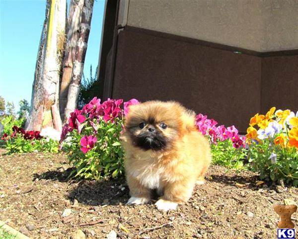 teacup pekingese puppies for sale pekingese puppy for sale teacup pekingese simba adorable 6 years teacup pekingese puppies for sale pekingese puppy for sale teacup pekingese simba adorable 6 years