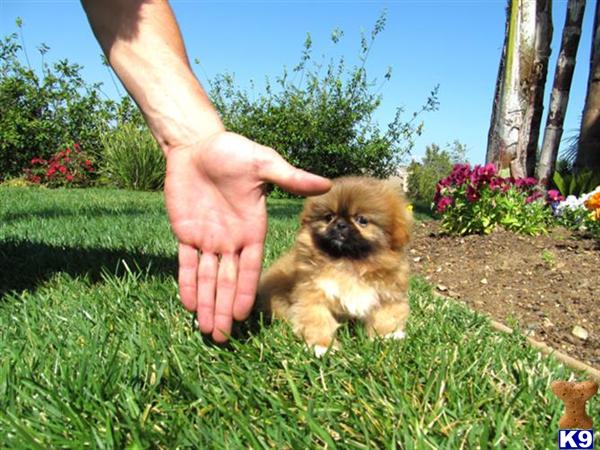 teacup pekingese puppies for sale pekingese puppy for sale teacup pekingese simba adorable 6 years teacup pekingese puppies for sale pekingese puppy for sale teacup pekingese simba adorable 6 years