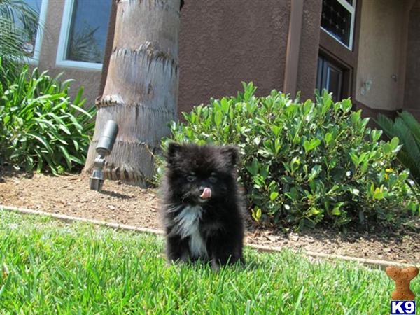 pomeranian breeders san diego pomeranian puppy for sale teacup pomeranian in san diego aca registered 6 years pomeranian breeders san diego pomeranian puppy for sale teacup pomeranian in san diego aca registered 6 years
