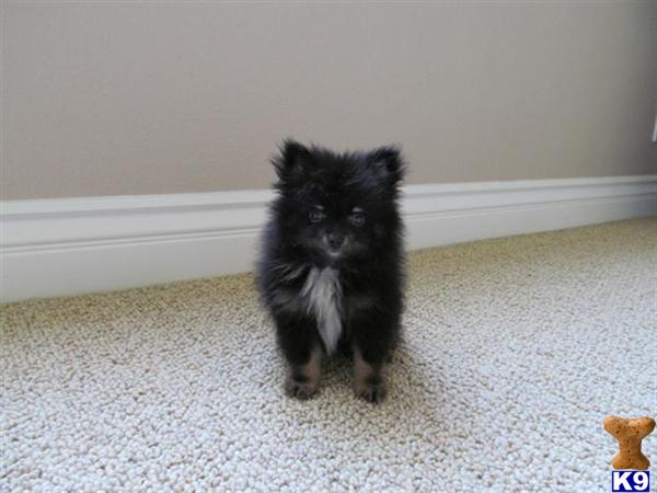 pomeranian breeders san diego pomeranian puppy for sale teacup pomeranian in san diego aca registered 6 years pomeranian breeders san diego pomeranian puppy for sale teacup pomeranian in san diego aca registered 6 years