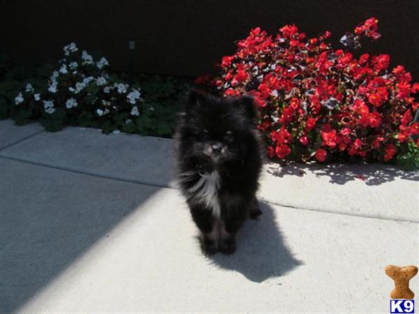 teacup pomeranian san diego pomeranian puppy for sale teacup pomeranian in san diego aca registered 6 years teacup pomeranian san diego pomeranian puppy for sale teacup pomeranian in san diego aca registered 6 years