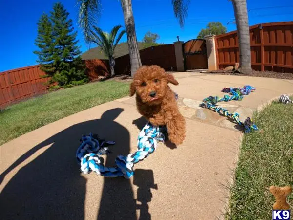 Poodle puppy for sale