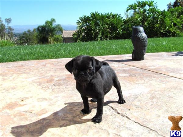 pug puppies san diego pug puppy for sale akc pug puppy in san diego 9 wks 4 years pug puppies san diego pug puppy for sale akc pug puppy in san diego 9 wks 4 years