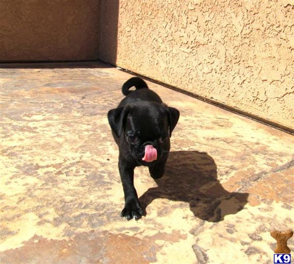 pug puppies in san diego pug puppy for sale akc pug puppy in san diego 9 wks 5 years pug puppies in san diego pug puppy for sale akc pug puppy in san diego 9 wks 5 years