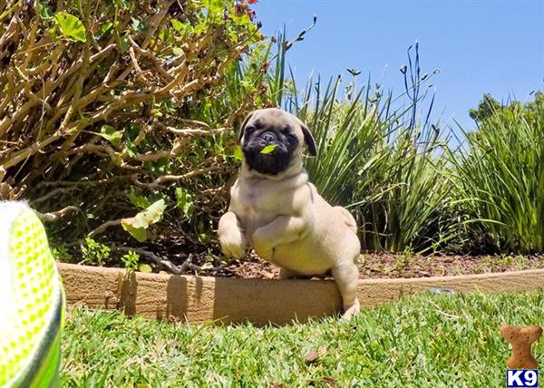puppy scammer list 2016 pug puppy for sale pug puppy ethan 2 years puppy scammer list 2016 pug puppy for sale pug puppy ethan 2 years