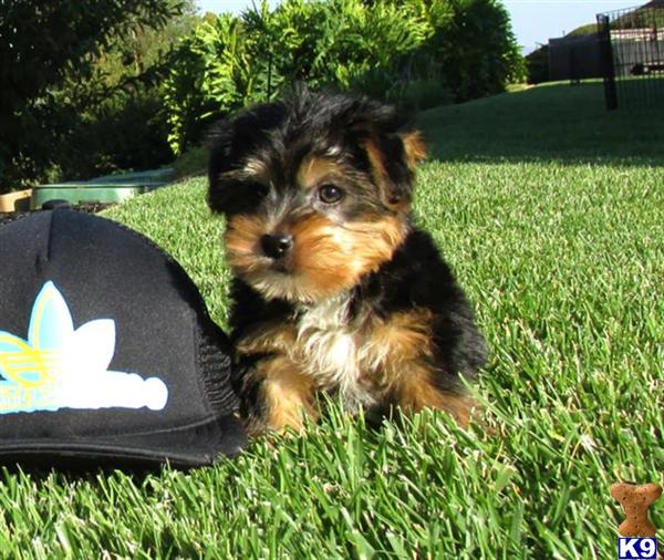 yorkie puppies san diego terrier puppy for sale akc terrier puppy in san diego 5 years yorkie puppies san diego terrier puppy for sale akc terrier puppy in san diego 5 years