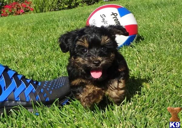 yorkie puppies for sale inland empire yorkie poo puppies for sale in san diego breeds picture yorkie puppies for sale inland empire yorkie poo puppies for sale in san diego breeds picture