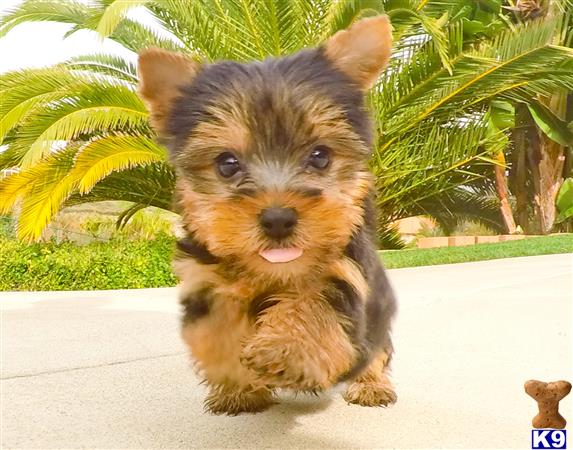 9 week yorkie puppy weight terrier puppy posted by puppyavenue 9 week yorkie puppy weight terrier puppy posted by puppyavenue