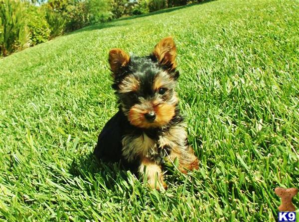 yorkies for sale in san diego ca akc yorkie for sale in san diego ca breeds picture yorkies for sale in san diego ca akc yorkie for sale in san diego ca breeds picture