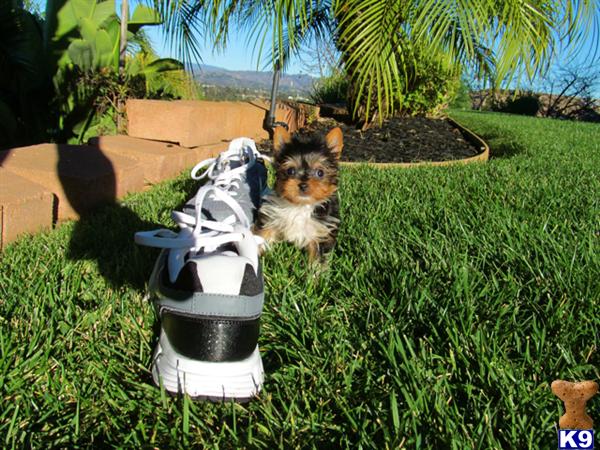 tiny yorkies for sale in san diego terrier puppy for sale tiny parti yorkie for sale in san diego akc 3 5 tiny yorkies for sale in san diego terrier puppy for sale tiny parti yorkie for sale in san diego akc 3 5