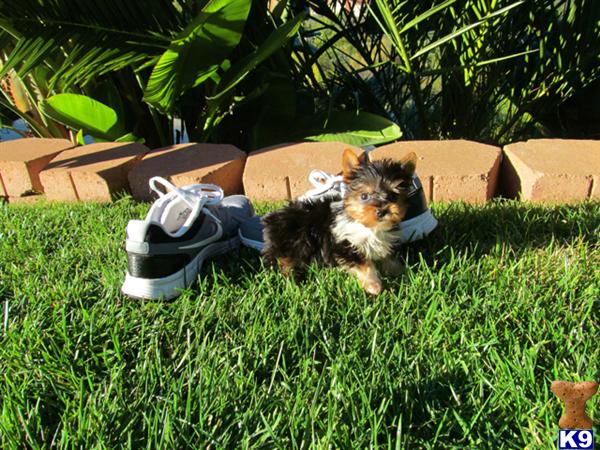 tiny yorkies for sale in san diego terrier puppy for sale tiny parti yorkie for sale in san diego akc 3 5 tiny yorkies for sale in san diego terrier puppy for sale tiny parti yorkie for sale in san diego akc 3 5