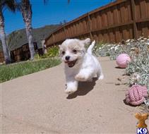 cavalier king charles spaniel puppy posted by PuppyAvenue