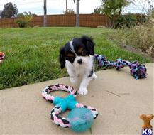 cavalier king charles spaniel puppy posted by PuppyAvenue