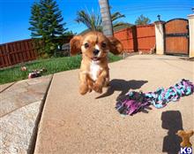 cavalier king charles spaniel puppy posted by PuppyAvenue