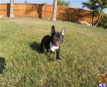 french bulldog puppy posted by PuppyAvenue