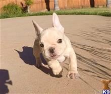 french bulldog puppy posted by PuppyAvenue