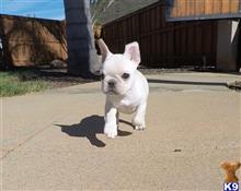 french bulldog puppy posted by PuppyAvenue